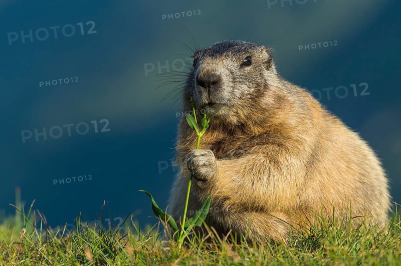 Alpine Marmot (Marmota marmota) adult foraging, High Tauern National Park, Carinthia, Austria