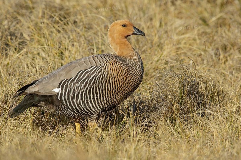 Upland Goose (Chloephaga picta) perched on the ground in the Falkland Islands
