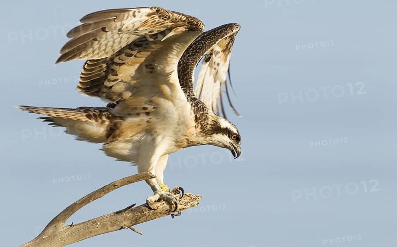 Western Osprey (Pandion haliaetus) young perched on a branch, Mallorca, Spain