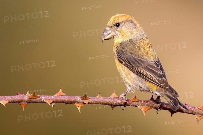 Red Crossbill (Loxia curvirostra) male perched on a branch, Aragon, Spain