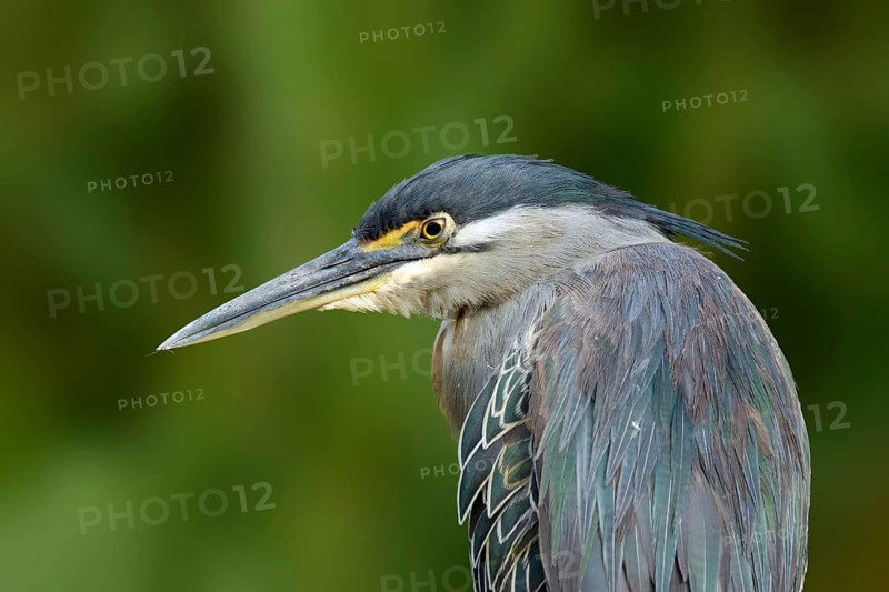 Mangrovereiger, Striated Heron, Butorides striata atricapilla