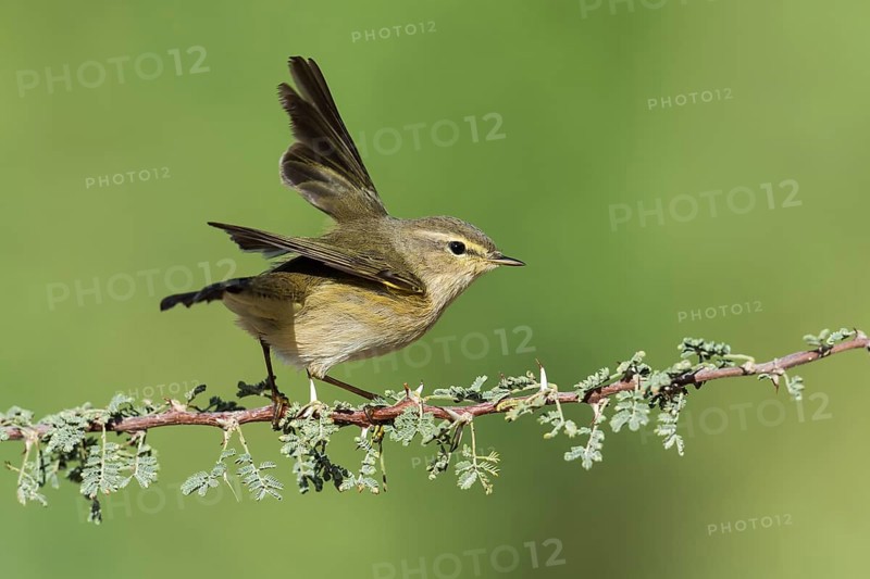 Common Chiffchaff (Phylloscopus collybita), Eilat, Israel