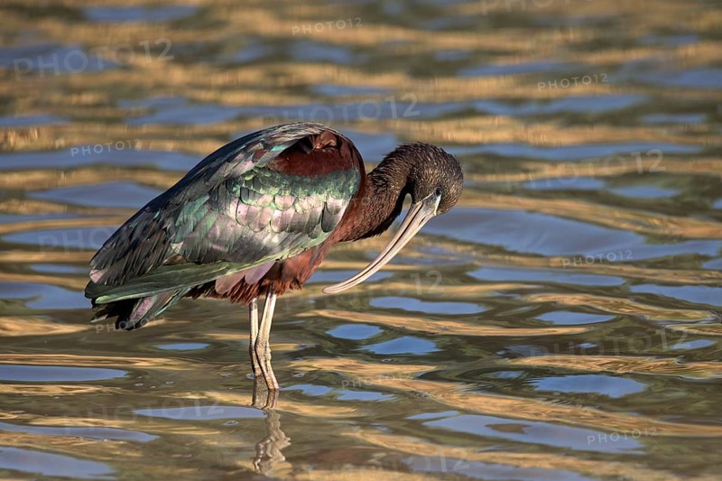 Glossy Ibis (Plegadis falcinellus) foraging, Queensland, Australia