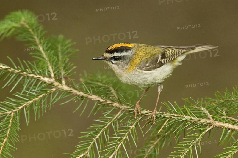 Common Firecrest (Regulus ignicapilla), St. Gallen, Switzerland