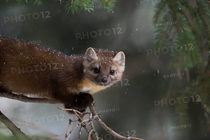 American Marten (Martes americana) climbing in tree, Yellowstone National Park, USA