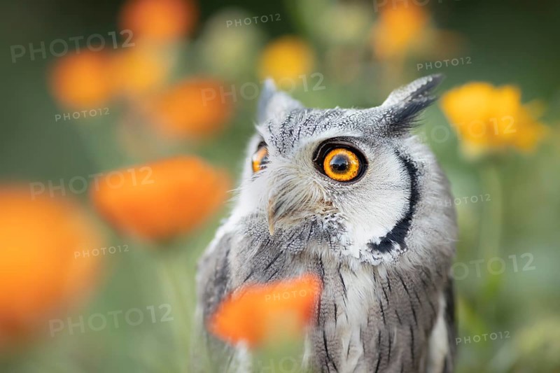 Southern White-faced Owl (Ptilopsis granti) captive, among flowers, Germany