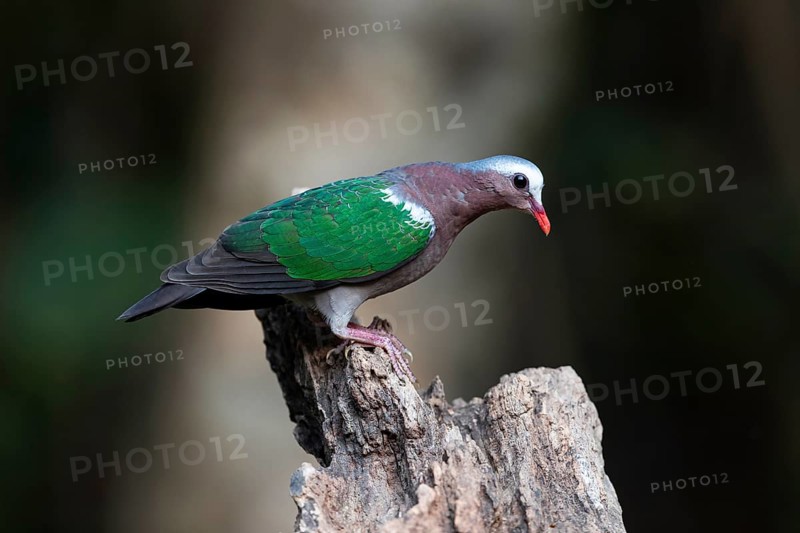 Common Emerald Dove (Chalcophaps indica) male, Yunnan, China
