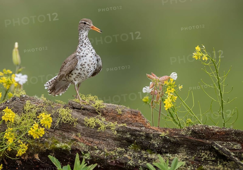 Spotted Sandpiper (Actitis macularius) perched on a log, British Columbia, Canada