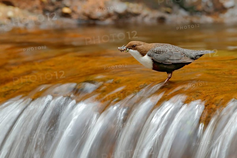 White-throated Dipper, Cinclus cinclus, brown bird with white throat in the river, waterfall in the background, animal behavior in the nature habitat, with food in the bill, nesting time, wildlife Germany