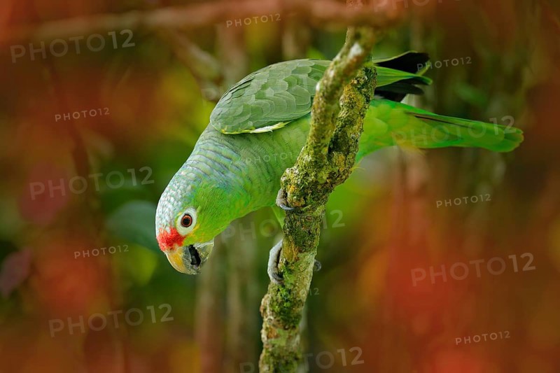 Red-lored Parrot, Amazona autumnalis, portrait of light green parrot with red head, Costa Rica. Portrait of bird. Wildlife scene from tropic nature. Parrot from Costa Rica. Parakket in habitat