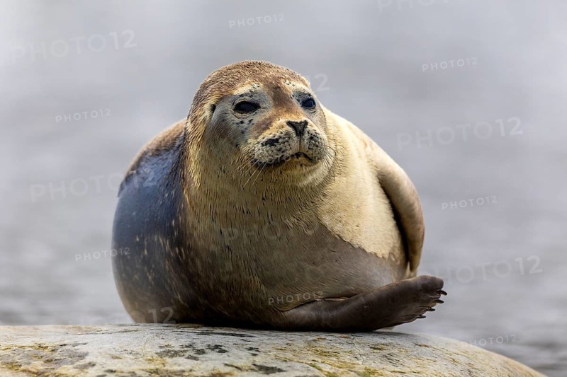 Harbour seal (Phoca vitulina) lying on a stone in the water, Mammals (Mammalia), Gravnesodden, Spitsbergen, Svalbard