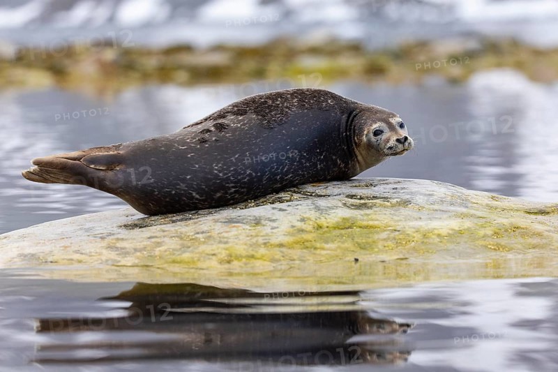 Harbour seal (Phoca vitulina) lying on a stone in the water, Mammals (Mammalia), Gravnesodden, Spitsbergen, Svalbard