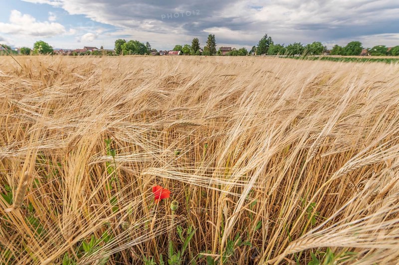 A large field of golden barley grass moves gently in the breeze, punctuated by a vibrant red poppy. The sky is filled with grey clouds, waiting for an imminent change in the weather. Bas rhin, Alsace, Grand Est, France
