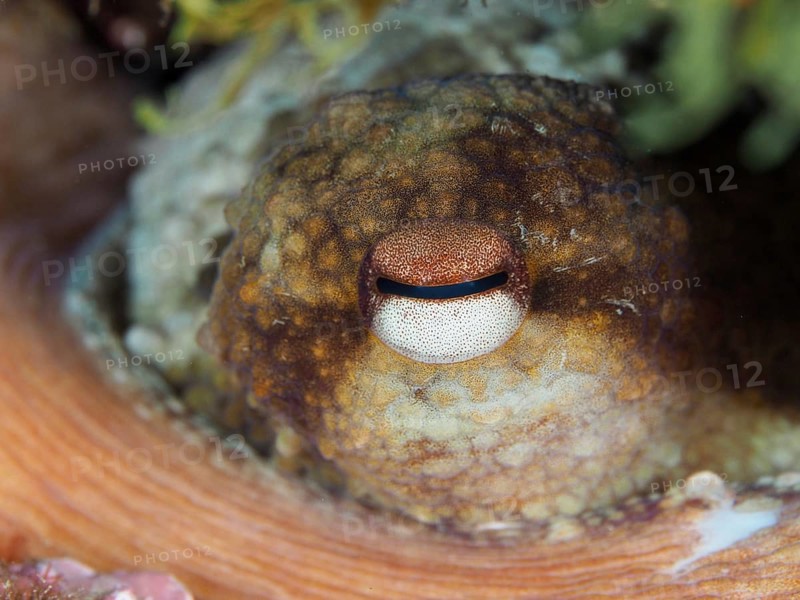 Close-up of an eye of Common Octopus (Octopus vulgaris) with clear texture and details in a natural environment in the Mediterranean Sea near Hyères, dive site Giens Peninsula, Provence Alpes Côte d'Azur, France