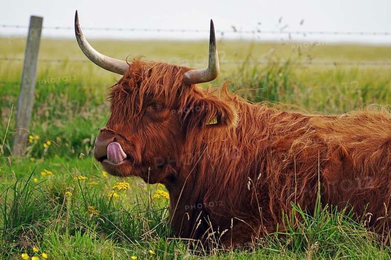 Long-haired cattle on a green pasture looks calm and peaceful, humour, sticking out tongue, Highland Cattle, Stromness, Mainland, Orkney Islands, Scotland, Great Britain