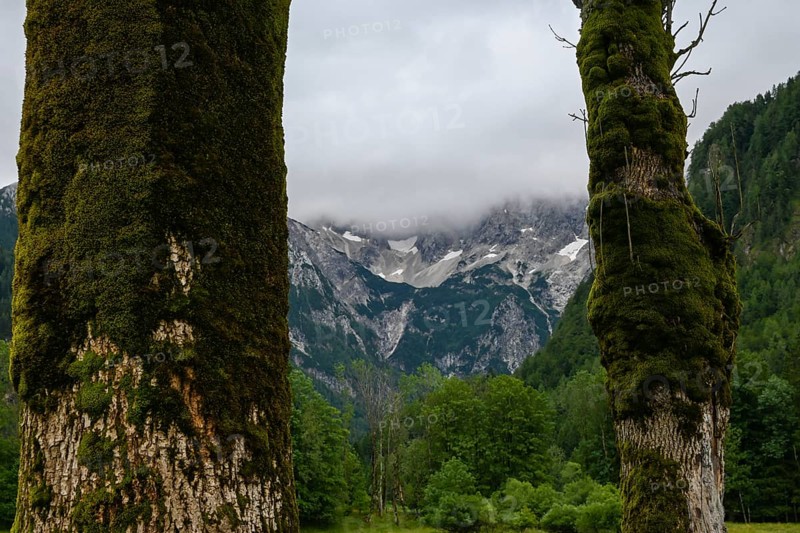 A view of the majestic Kamnik-Savinja Alps in Zgornje Jezersko, Slovenia, opens up through two moss-covered tree trunks