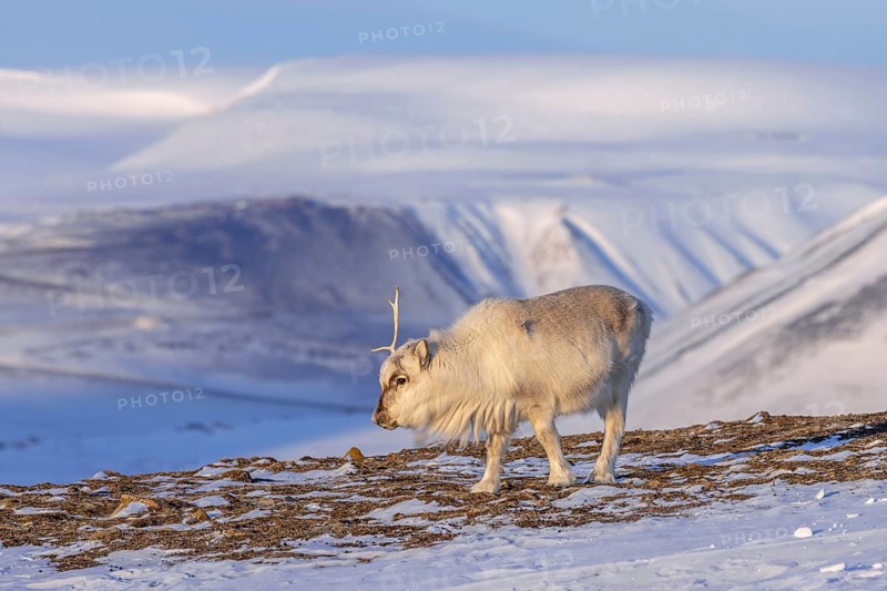 Svalbard reindeer (Rangifer tarandus platyrhynchus) adult in winter coat casting antlers on snow covered tundra in spring on Spitsbergen, Norway
