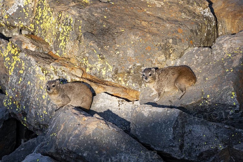 Rock hyrax (Procavia capensis), group on rocks in the evening light, Mpumalanga, South Africa
