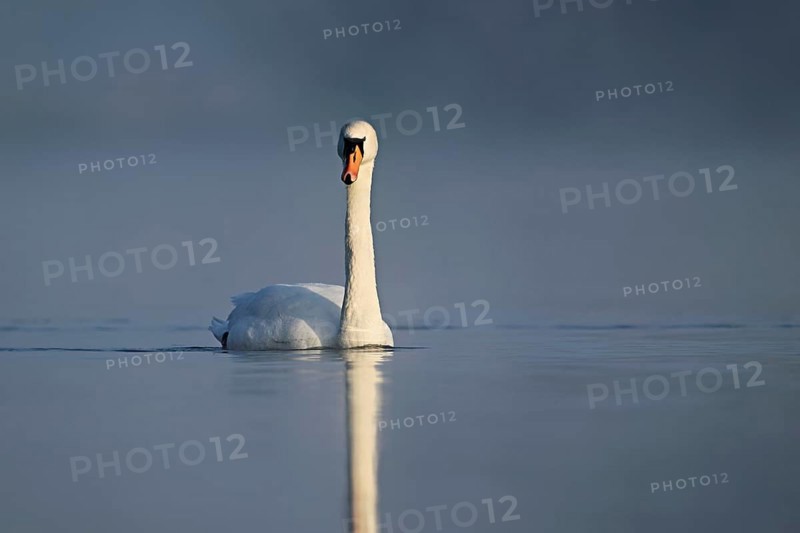 Mute swan (Cygnus olor), swimming in the morning light on the Flachsee, nature reserve, Reusstal, Freiamt, Canton Aargau, Switzerland