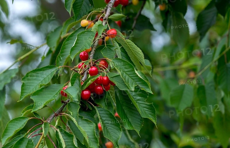 Wild bird cherry (Prunus avium subsp. avium), Germany