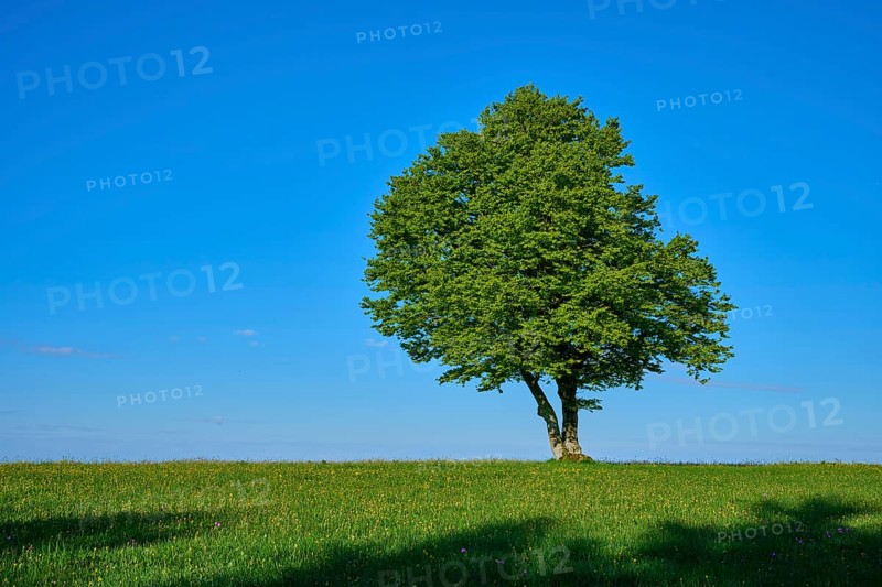 A beech tree on a wide meadow under a blue sky, spring, Schauinsland, Freiburg im Breisgau, Black Forest, Baden-Württemberg, Germany