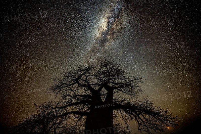 Silhouette of a baobab tree with starry sky and Milky Way, African baobab (Adansonia digitata), night shot, Kubu Island (Lekubu), Sowa Pan, Makgadikgadi Salt Pans, Botswana