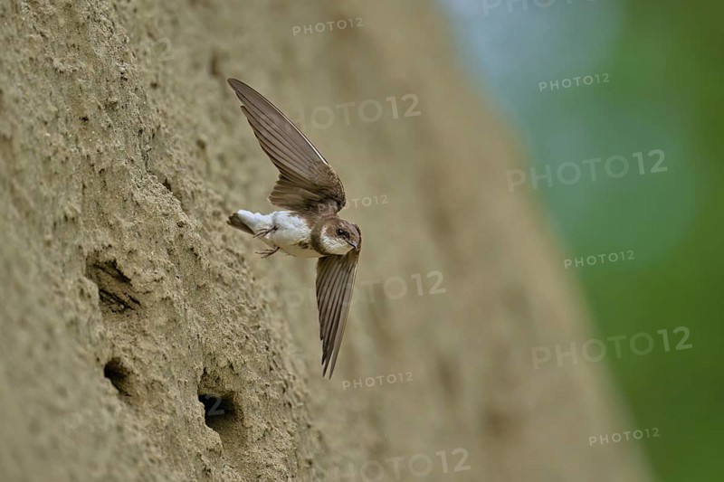 Sand martin (Riparia riparia), taking off from its breeding tube, Reussegg nature reserve, Canton Aargau, Switzerland