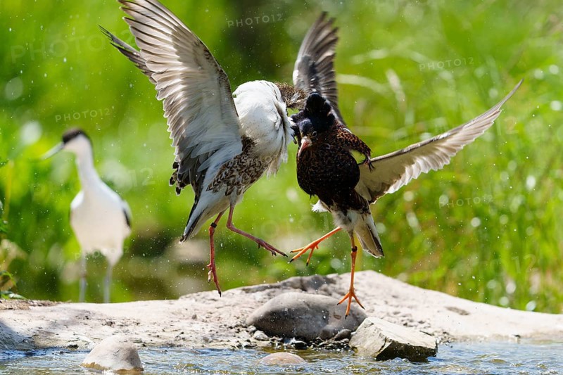 Dynamic image of fighting ruffs, wings unfolded over water in natural environment, ruff (Calidris pugnax, syn.: Philomachus pugnax), courtship display, France