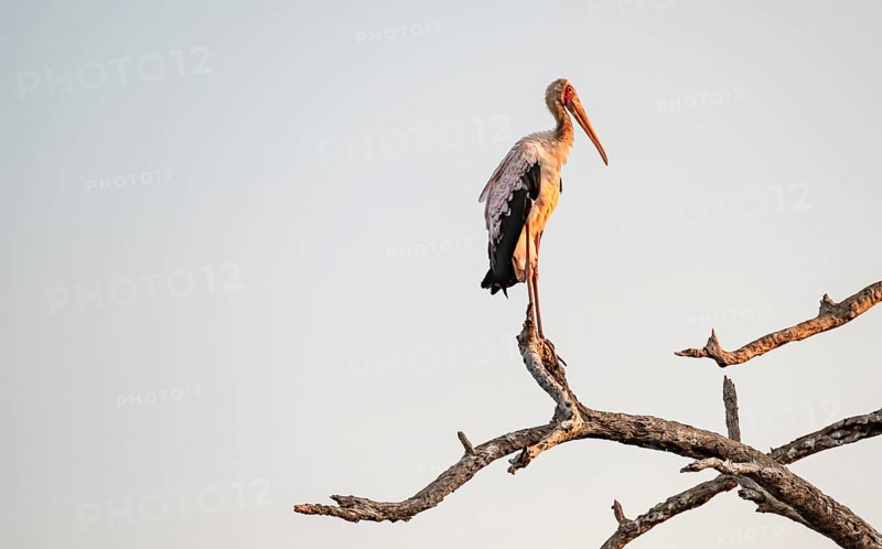 Glutton (Mycteria ibis) sitting on a bare branch at sunrise, Sunset Dam, Southern Kruger National Park, Kruger National Park, South Africa
