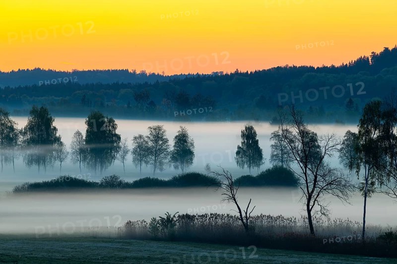 Early morning fog over the moor, birch (Betula), birch family (Betulaceae), dawn, fog, Pfrungen, Pfrunger-Burgweiler Ried, Baden-Wuerttemberg, Germany