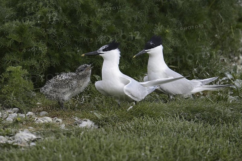 Sandwich Tern (Thalasseus sandvicensis) juvenile, Texel, Netherlands