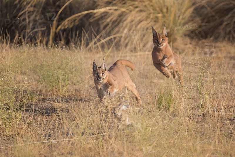Caracal (Caracal caracal) two adult hunting Iberian Hare (Lepus granatensis), Castile-La Mancha, Spain