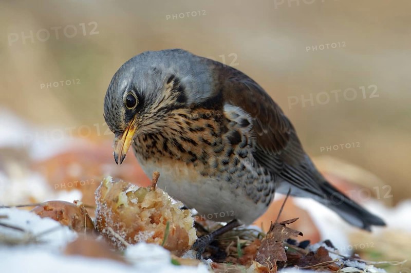 Fieldfare (Turdus pilaris), Saxony, Germany