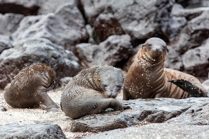 Sea lions (Zalophus wollebaeki), San Cristobal, Galapagos, Ecuador