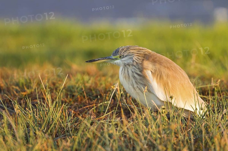 Squacco Heron (Ardeola ralloides), Oman