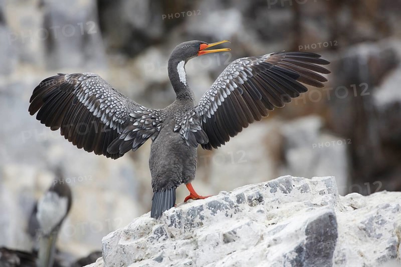 Red-legged Cormorant (Phalacrocorax gaimardi) drying its wings, Lima, Peru