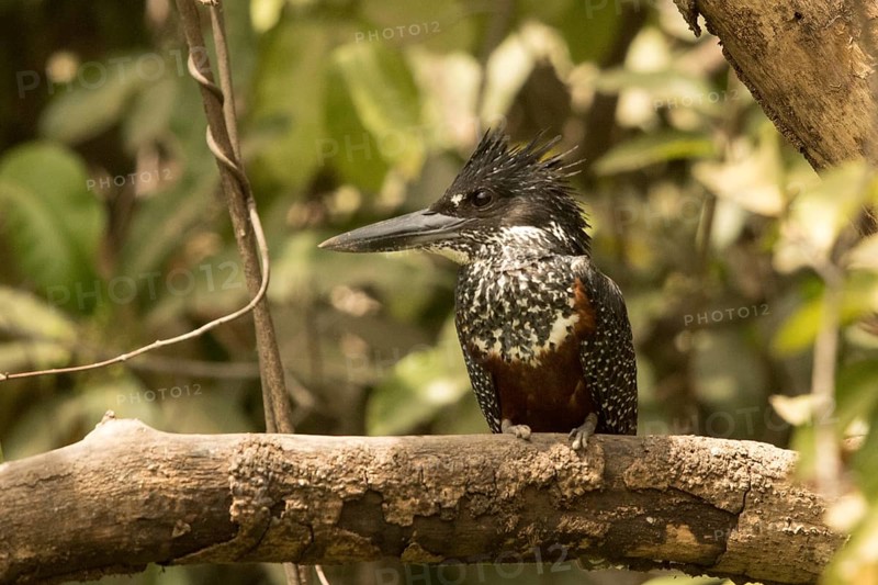 Giant Kingfisher (Megaceryle maxima) female, Gambia