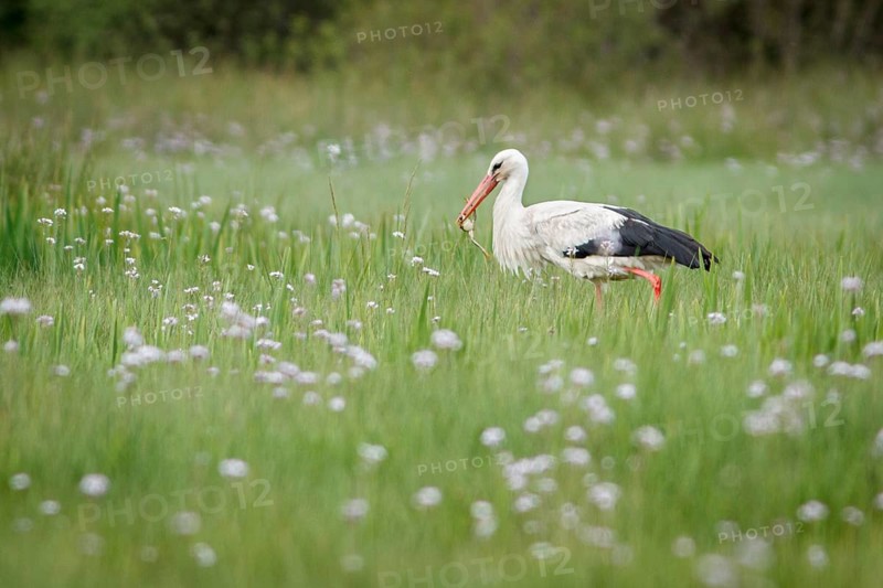 White Stork (Ciconia ciconia), eating a frog, Galicia, Spain