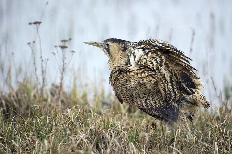 Eurasian Bittern (Botaurus stellaris), Burgenland, Austria