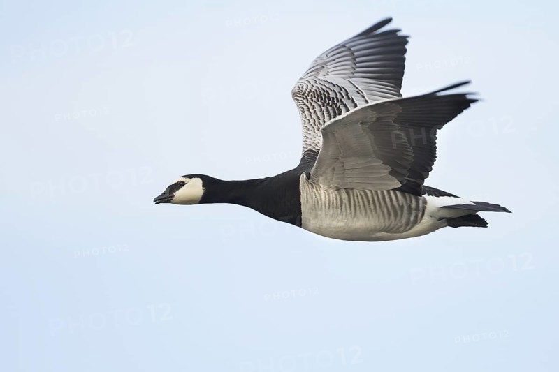 Barnacle Goose (Branta leucopsis) flying, Bavaria, Germany
