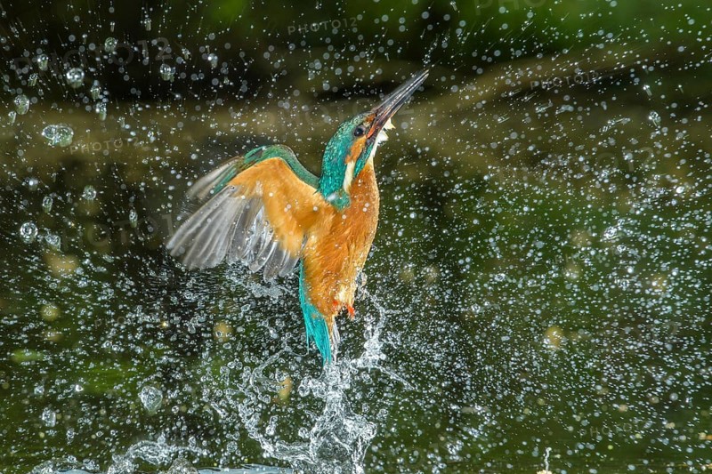 Common Kingfisher (Alcedo atthis) male fishing, Lower Saxony, Germany