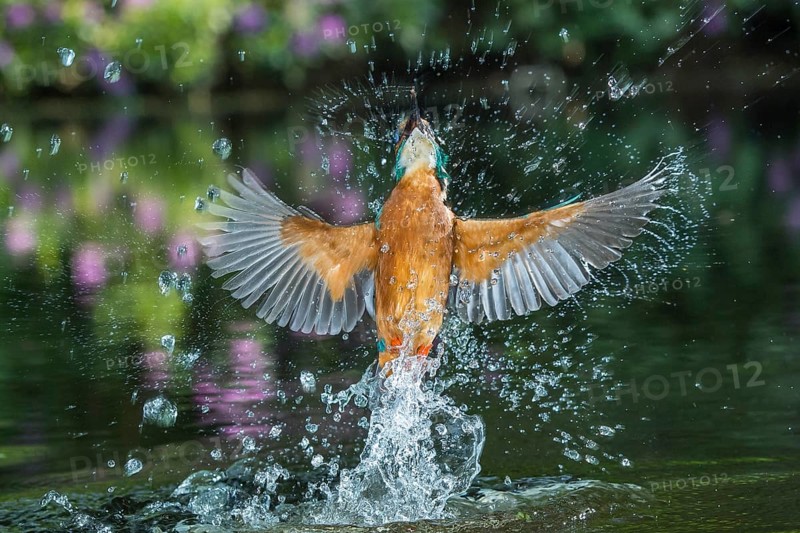 Common Kingfisher (Alcedo atthis) male fishing, Lower Saxony, Germany