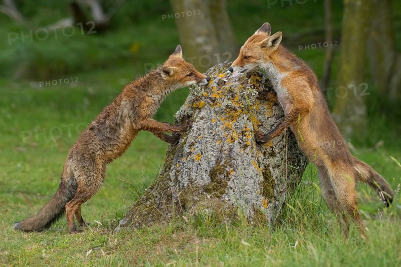 Red Fox (Vulpes vulpes) two young standing upright on tree trunk, Netherlands