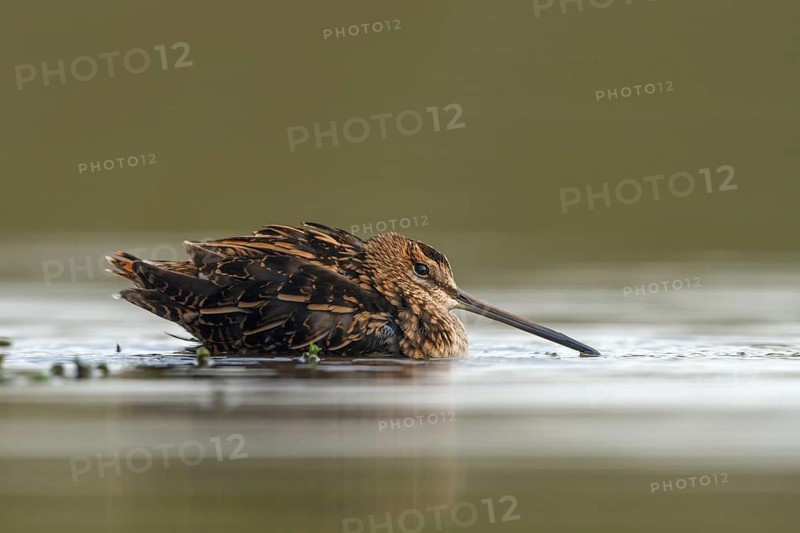 Watersnip, Snipe, Gallinago gallinago
