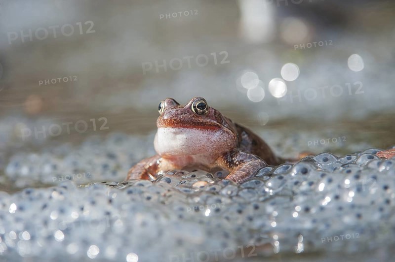 Rufendes Grasfroschmaencchen auf Froschlaichballen