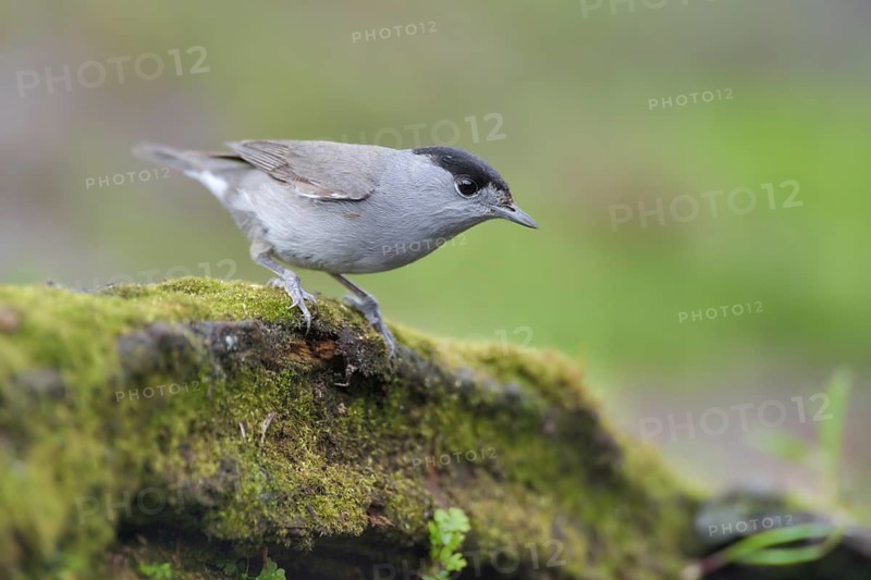 Eurasian Blackcap (Sylvia atricapilla) male, Netherlands