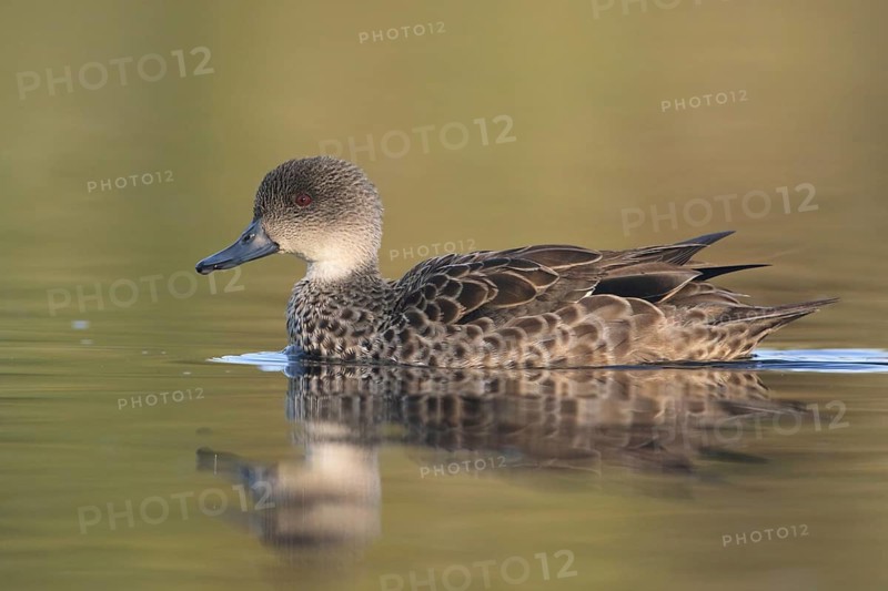 Grey Teal (Anas gracilis), Victoria, Australia