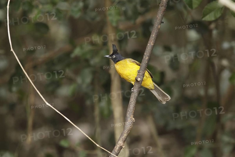 Black-crested Bulbul (Pycnonotus flaviventris), Kaeng Krachan, Thailand
