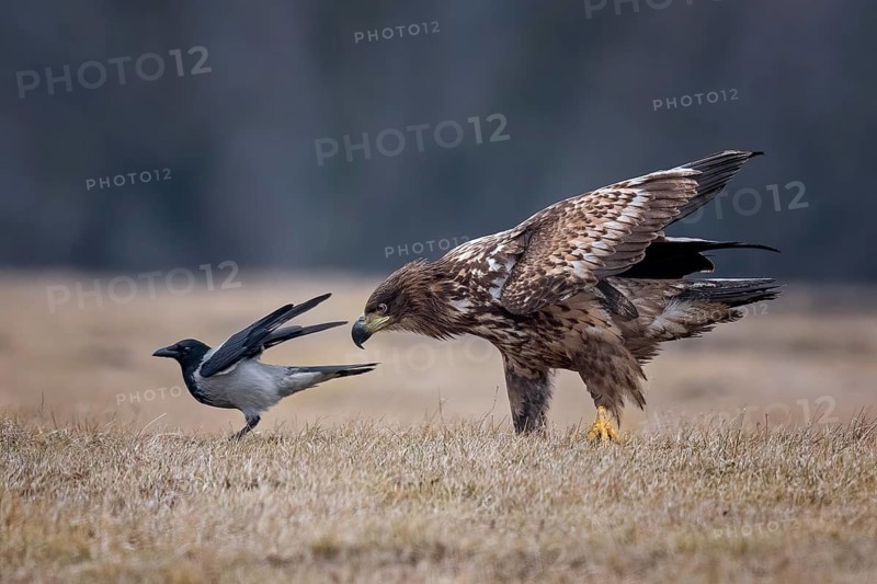 White-tailed Eagle & Hooded Crow (Haliaeetus albicilla & Corvus cornix), Poland