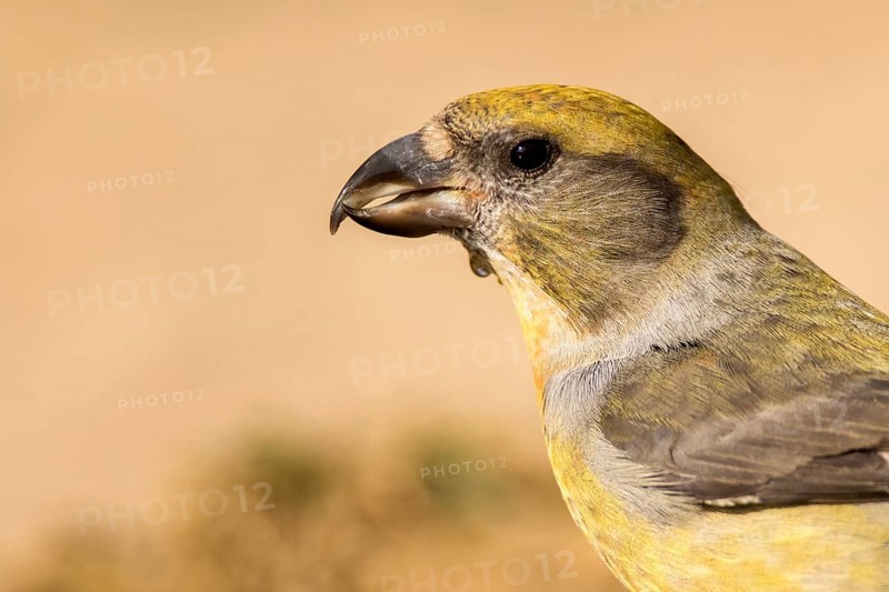 Red Crossbill (Loxia curvirostra) female, Aragon, Spain